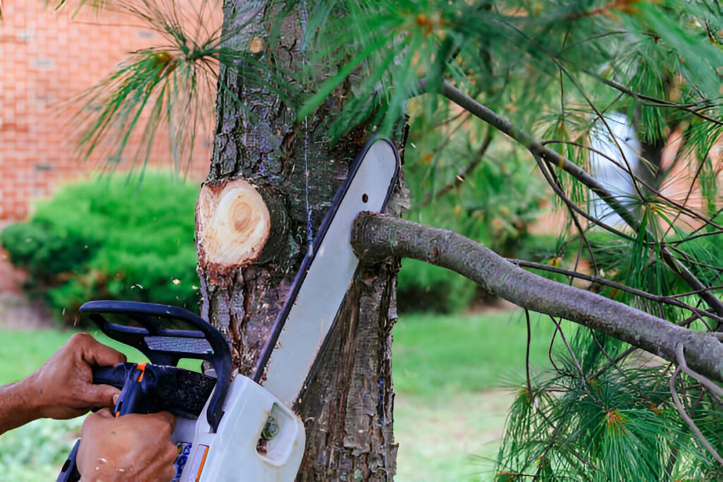 Steptodown.com395497 1024x683