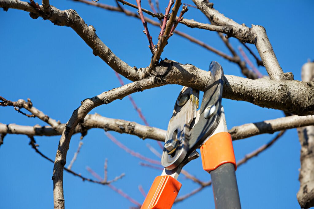 Steptodown.com746389 1024x683