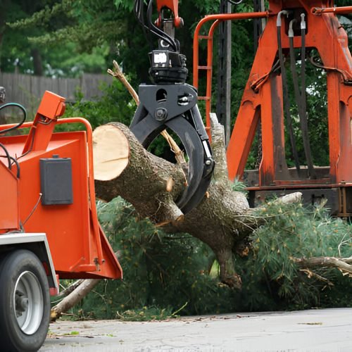 tree removal